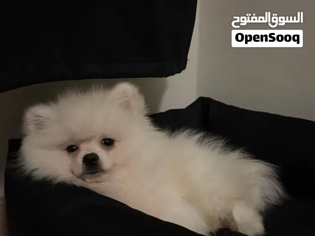 Spitz Pomeranian de 5 mois à vendre