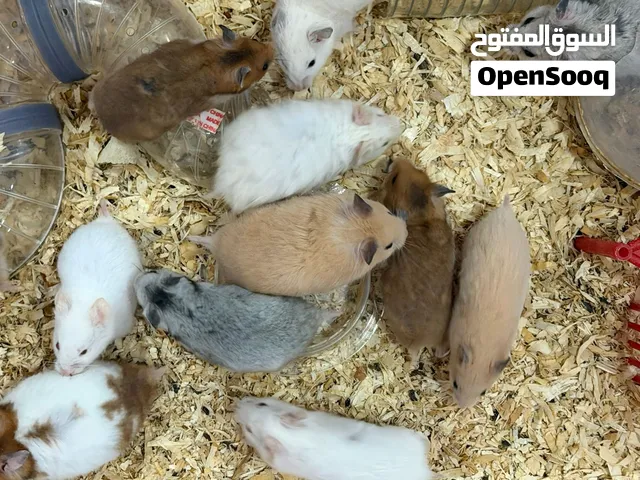 هامستر ألوان بالجملة وزوج