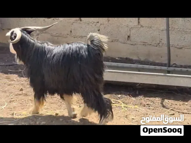 تيس محلي للبيع
