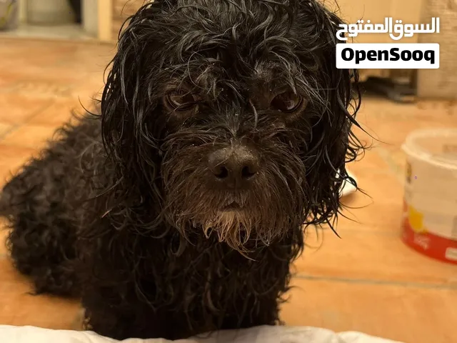 Shih tzu for adoption urgently, she / he was out on the streets and needs a new home asap