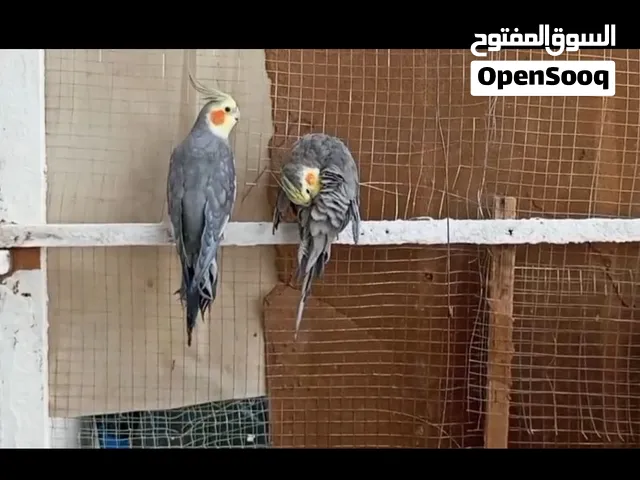 سلام عليكم زوج كوكتيل حلوات يخبلن بس متروكات صار فترة سبب ماكو فراغ الهن للبيع او مراوس شعندك مراوس