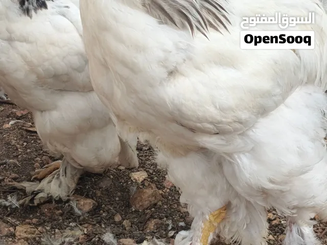 ديوك براهما وصيصان حبش وبراهما