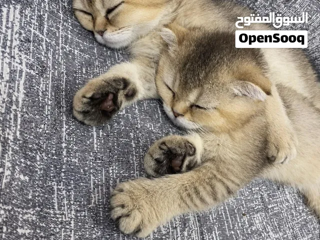 قطط سكوتش فولد للبيع العمر 3 أشهر متعلمات على الأكل واللتر بوكس ماخذين القاح و وياهم دفاترهم