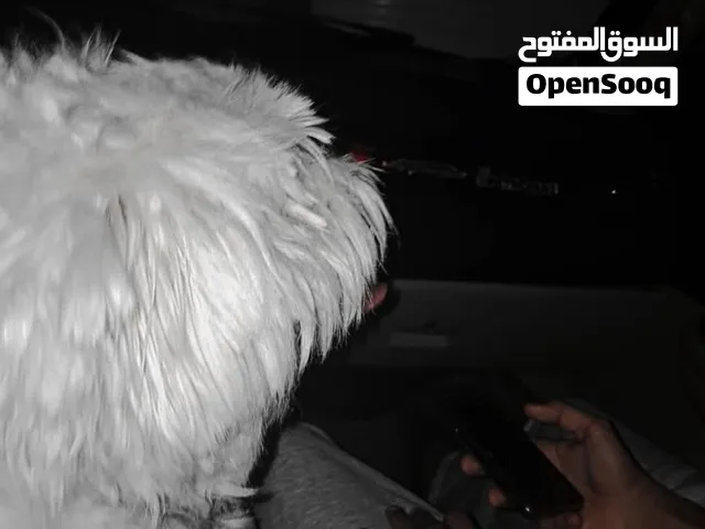 كلب مالتير كبير معاه الصندوق تبعو والسنسله تبعو ونضيف