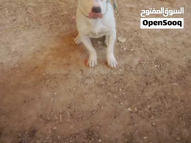 Chienne Jack Russel âge 6mois