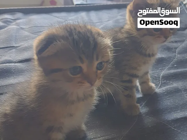 سكوتش فولد