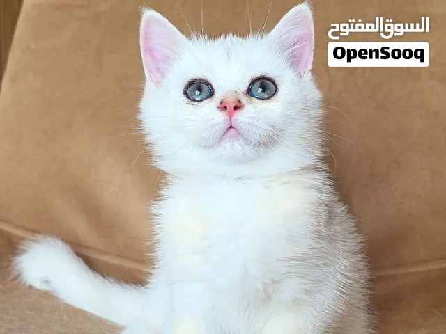 British Shorthair Male Golden NS11 –