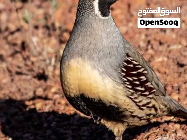 مطلوب زوج فري او طقم