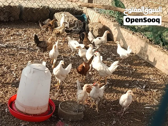 سلام عليكم البيع دجاج عماني