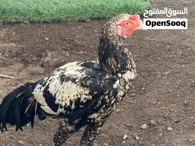 تابع الوصف مهم