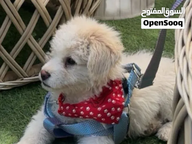 مالتيز مكس بودل