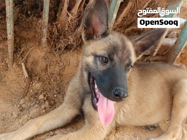 السلام عليكم جروه ملنيوا ربي يبارك سعر 1500 دينار غير قابل للنقاش