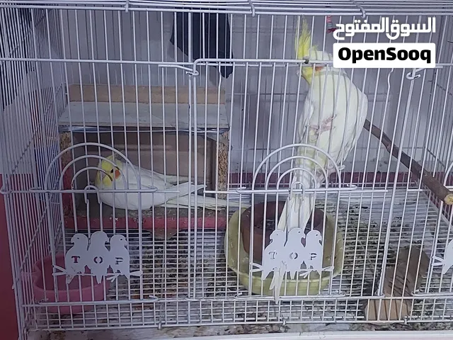 كوكتيل اليف اصفر اول مرة يبيضن  عمر سنه