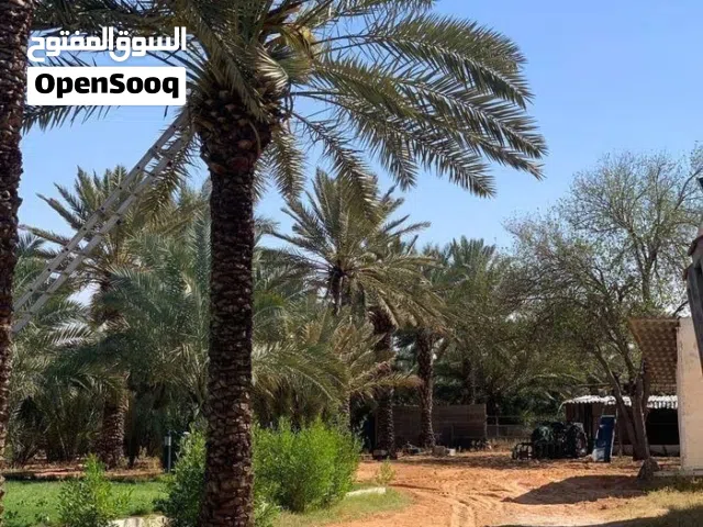 أرضي للبيع 230 و 240سوق الجمعة 11 يونيو طريق 16 بالقرب من مسجد التوبة داخل المخطط موقع ممتاز