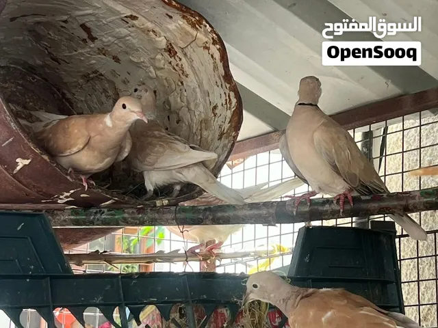 حمام بري (عفاد)