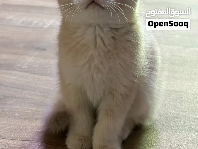 قطط مو للتبني