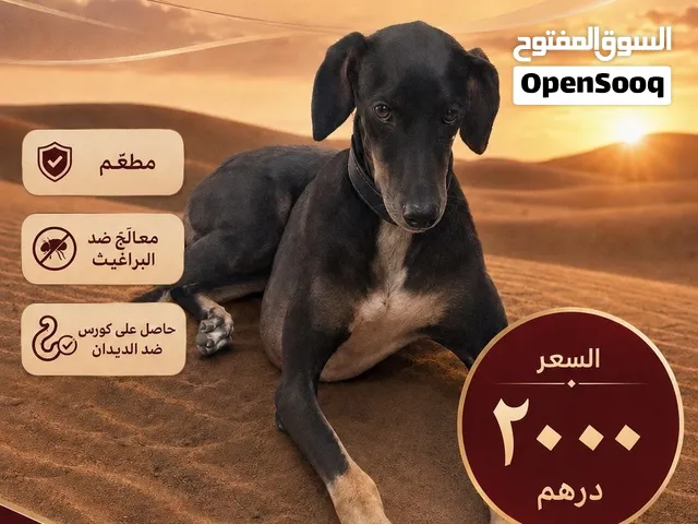 سلق مع قريهاوند تهجين 25%