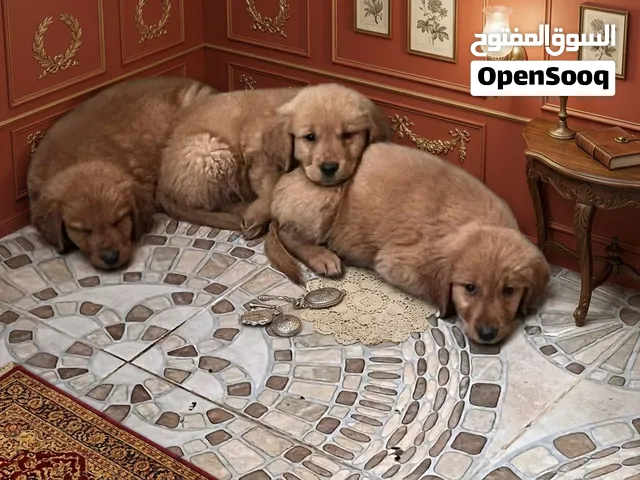جرو جولدن ريتريڤر جامبو