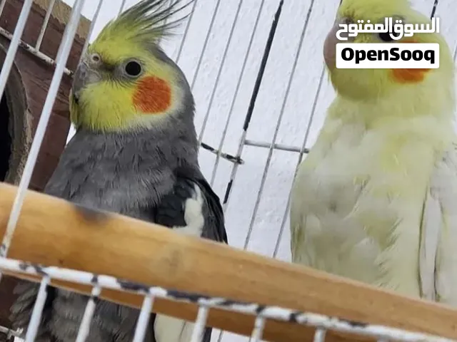 طيور كوكتيل للبيع او للبدل على فراخ