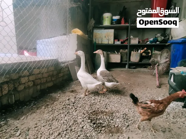 بطوط للبيع نثيه وذكر