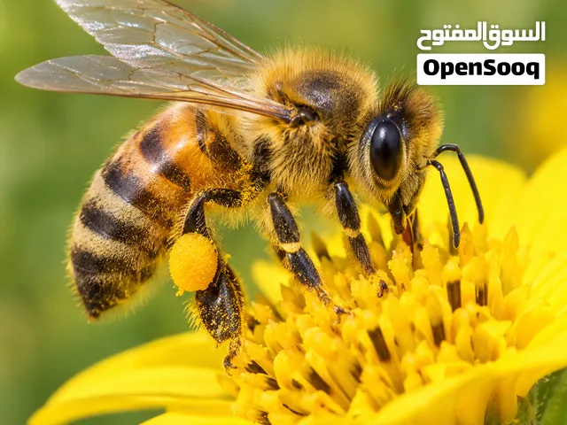 عسل طبيعي للبيع