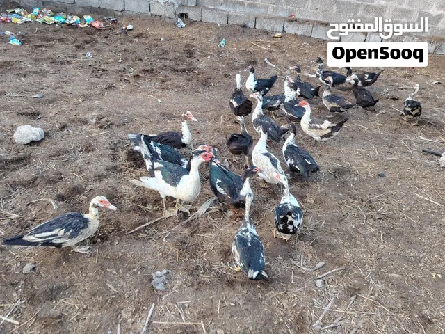 للبيع بط مصري مسكوفي