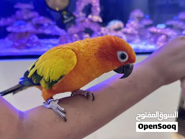 Parrot Continue