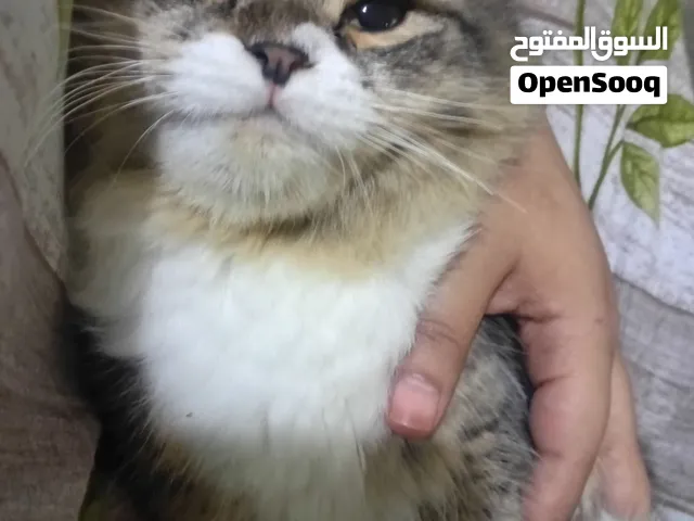 ابغى احد يتمناها لان احنا لانه مسافرين