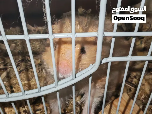 هامستر فقط للبدل