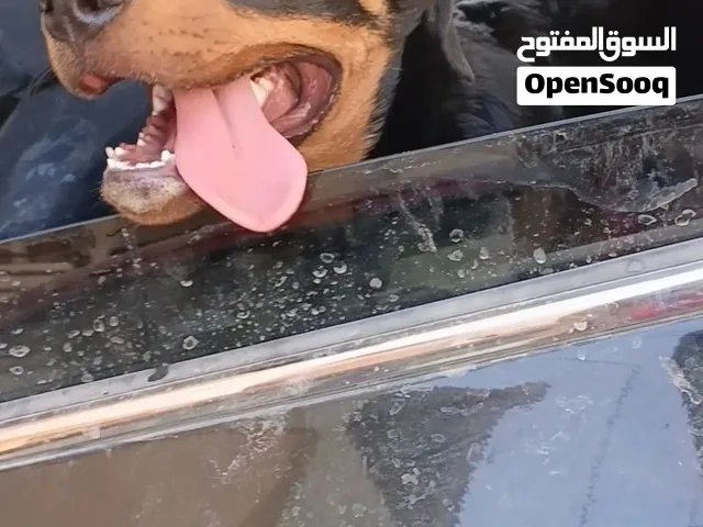 رود للبيع العمر 4شهور