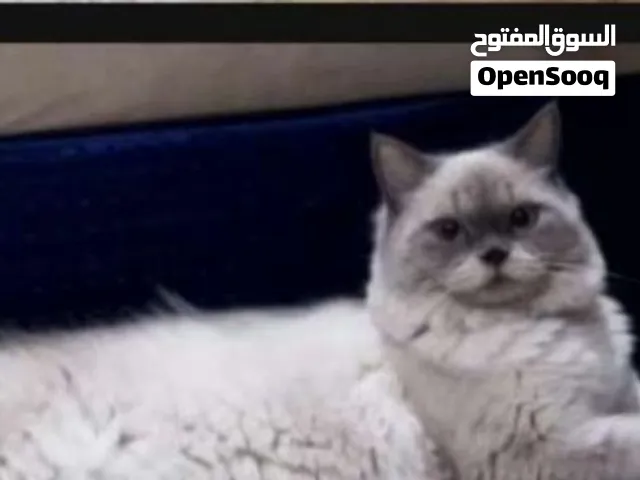 للتبني  قطط خيمالايا