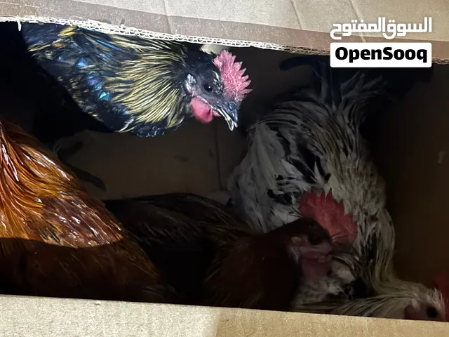 ديوك للبيع