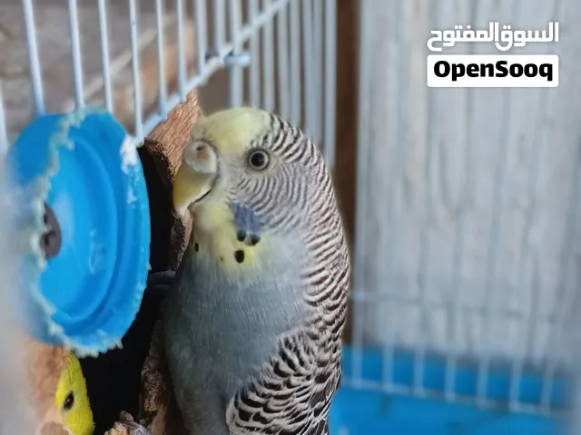 جوز بغلينو انجليزي بدون قفص للبيع ريش 80 دينار