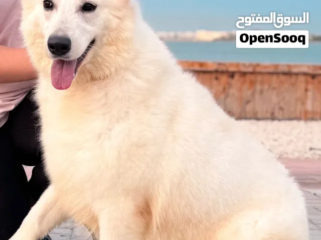 مطلوب كلب للتبني ( جيرمن / هاسكي مالينو روت= اي نوع ما يكون من جلاب الزينه و يفضل يكون أقل من سنه