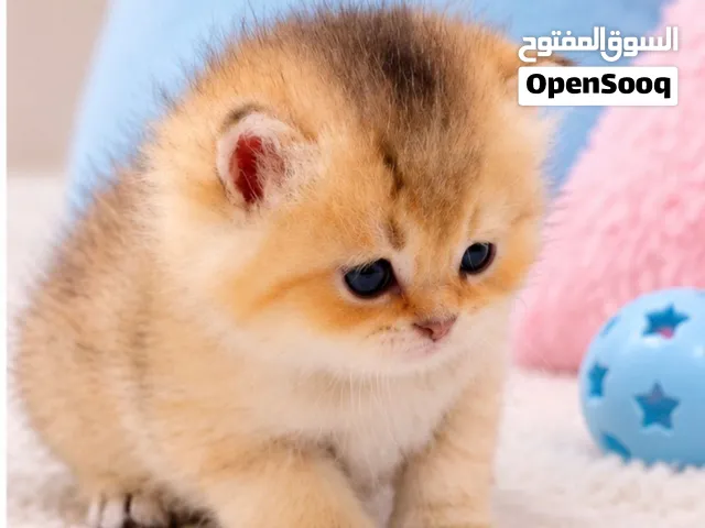 A Luxury Scottish kitten/ كتن سكوتش ملكية