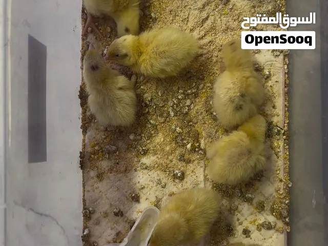 فروخ فري تكسس