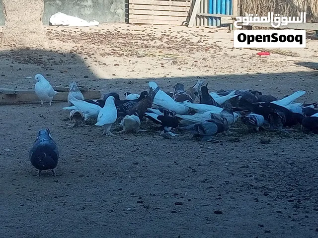 حمام مخلطللبيع