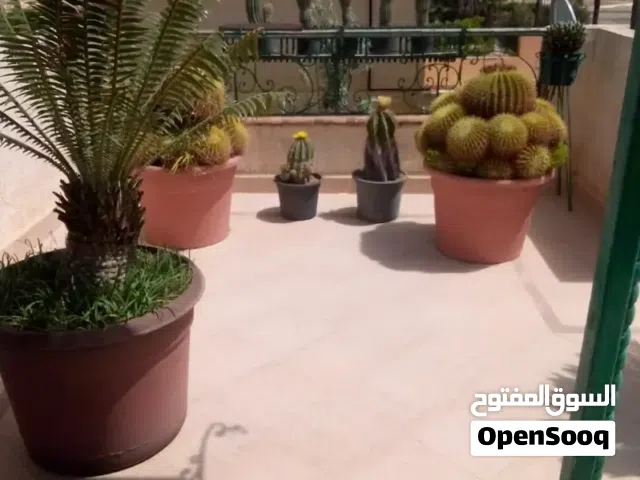مجموعه من الصبارات النادره للبيع