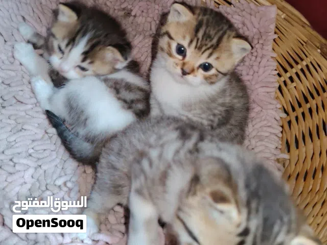 ثلاث قطط كيتنس سكوتش فولد مكس بريتش عمر شهرين و نصف لعوبين و معودين على الليتر بوكس