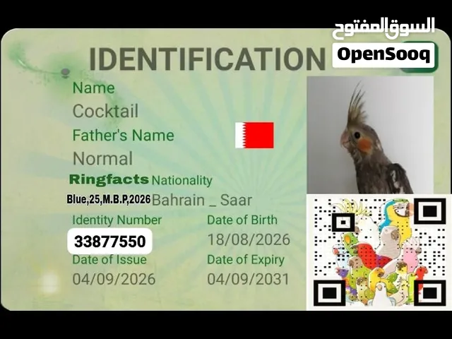للبيع فرخ كوكتيل نورمل  مجنون غر الطير محجل ومعاه شهادة ميلاد الطير صحه ونضافه وحجم تواصل خاص