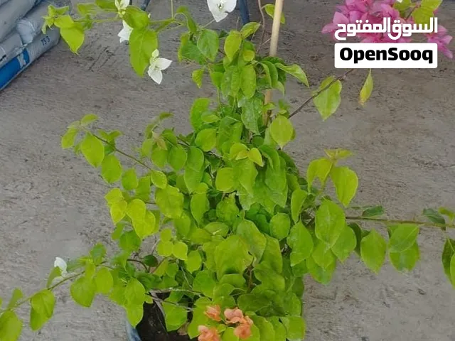 شتلات للبيع
