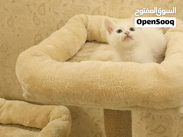 Persian kitten بيرشن