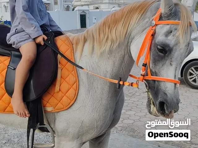 فرس عربية جمال للبيع