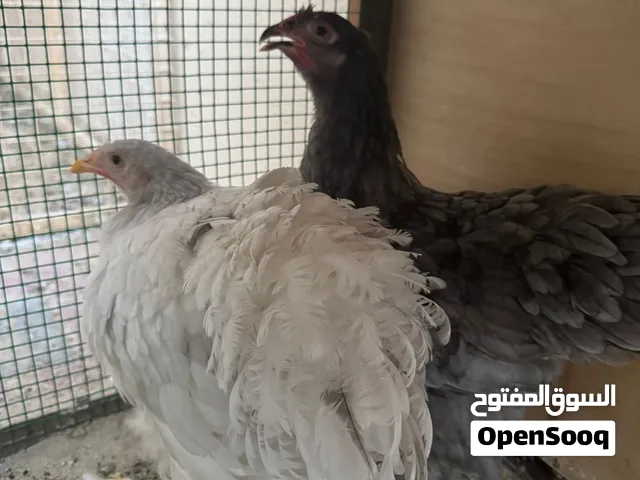 صيصان براهم انتاج محلي صحتهم ممتازه و مناعتهم قويه