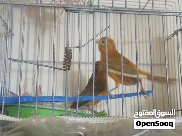 جوز مورداد كنار للبيع بدون قفص علا 60 وقابل للتفاوض