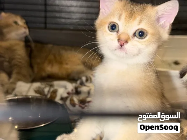 قطة سكوتش ستريت (شيدد / جولد) فاخرة للبيع