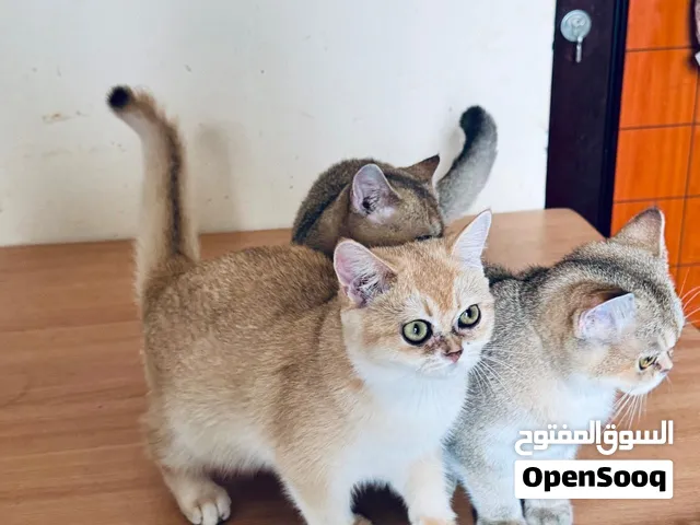 قطط سكوتش بيور ، Purebred Scottish Fold cats