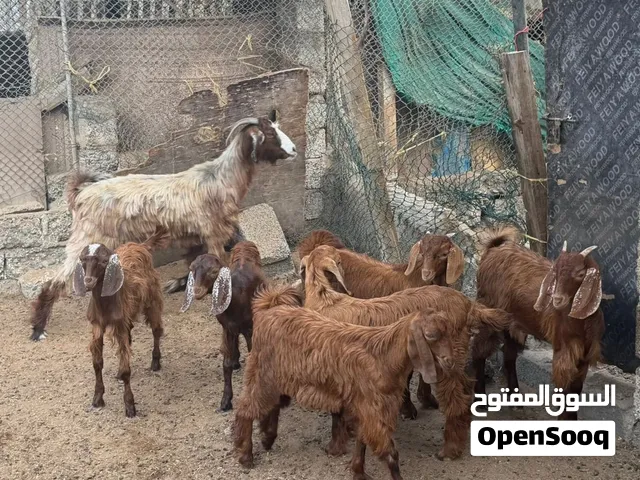 اغنام عمانية للبيع