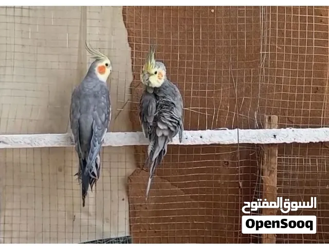 سلاااام عليكم زوووج كوكتيل للبيع بسعر مناسب جدا نضيفات وحلوات بس صار فتره متروكات للبيع او مراوس ااا