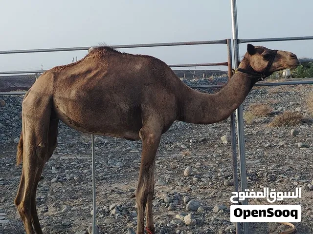 ناقه إصيل للبيع
